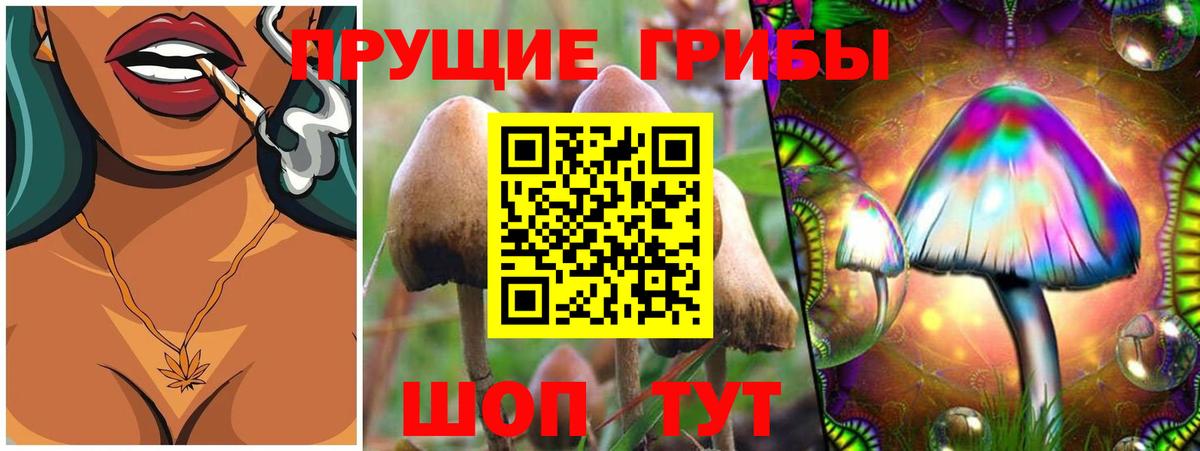 Псилоцибиновые грибы прущие грибы Дербент